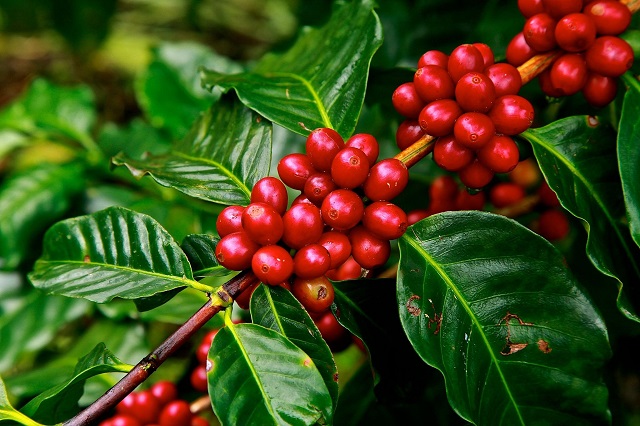 How can farmers benefit from coffee tourism.