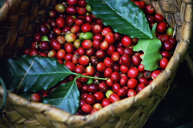 Uganda’s coffee earnings have experienced an upward trend, registering a sh37b more in earnings in the month of June